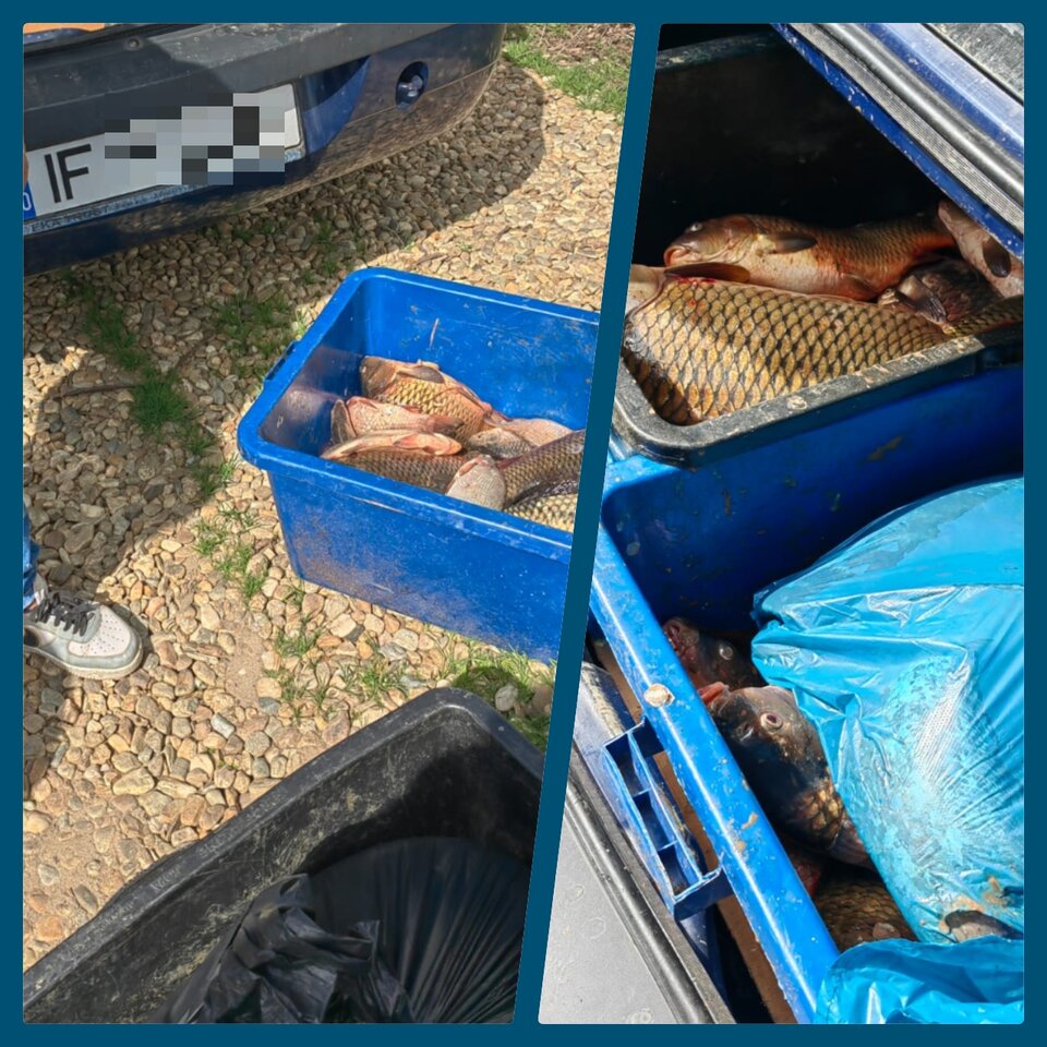 Peste 70 de kilograme de pește, confiscate de jandarmi, la Braniștea